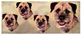 Dog Wrap - Border Terrier